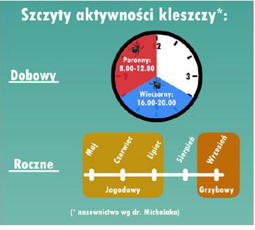 Szczyty aktywności kleszczy